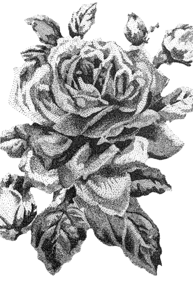 Carlow Rose