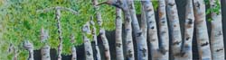 Birch Trees