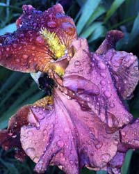 Iris After the Rain