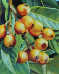 Ripe Loquats