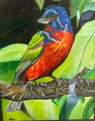 Painted Bunting