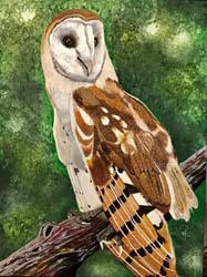 Twilight Glitter-the Barn Owl