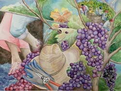 Grape Harvest
