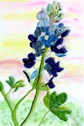 Bluebonnet in the Spring