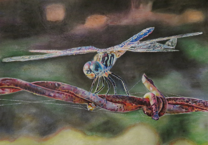 dragonfly on barbed wire