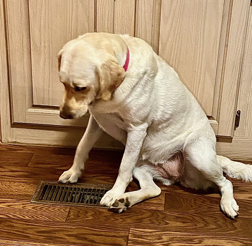 Dog Days of a Texas Summer