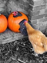 Pumpkin Spice Chicken