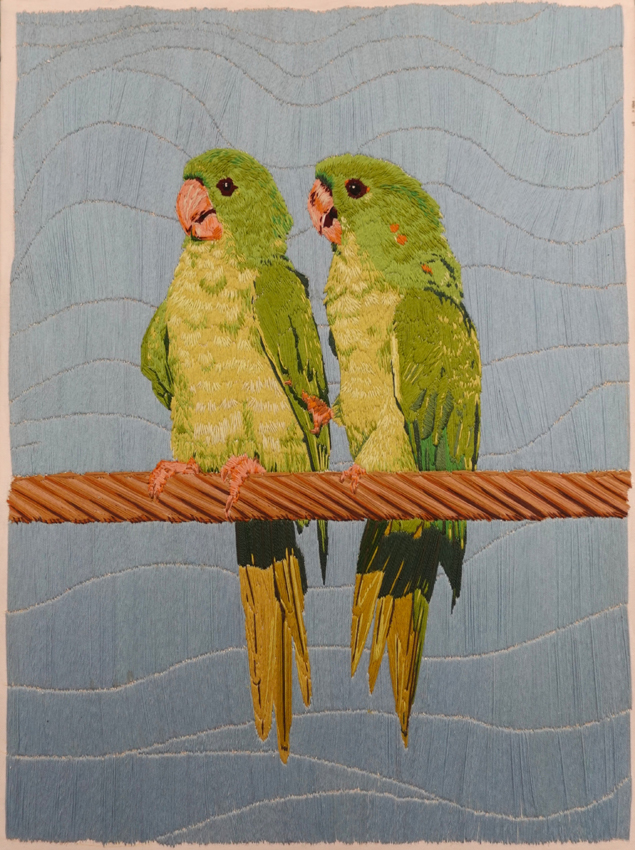 Mexican Green Parakeet