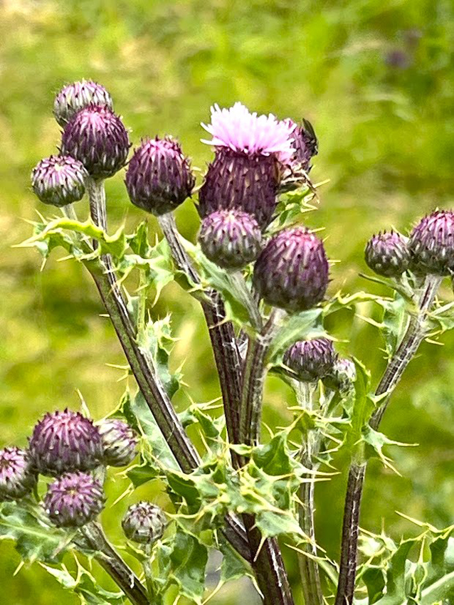 Thistle