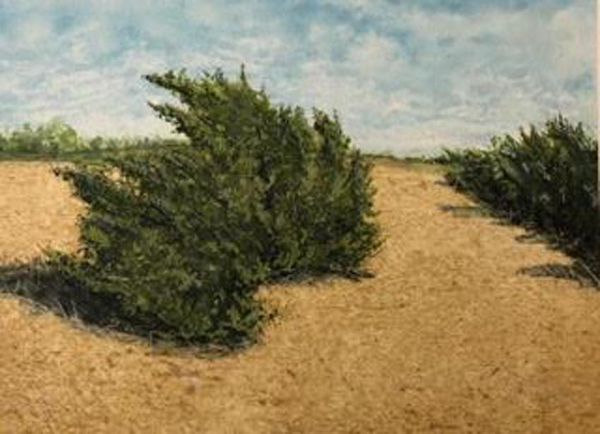 Ashe Junipers; No Time to Burn