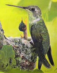 Hummingbird Mom with Baby
