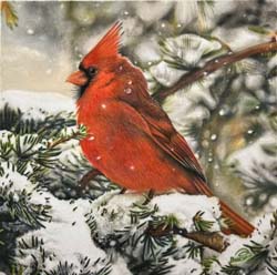 Red Cardinal In The Snow