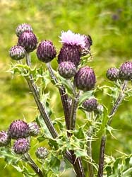 Thistle