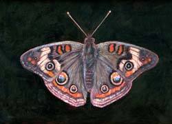 Common Buckeye