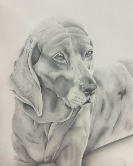 A Man's Best Friend