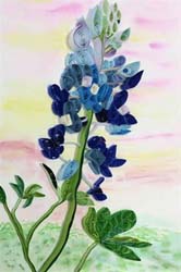 Bluebonnet in the Spring