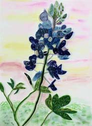 Bluebonnet in the Spring