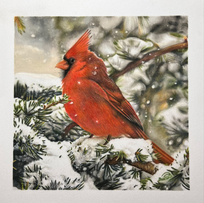 Cardinal in the Snow