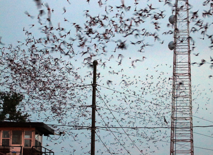 Protect Huntsville Bats