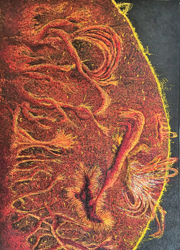 Chaos: A Thread theory