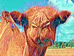 Colorful Camel