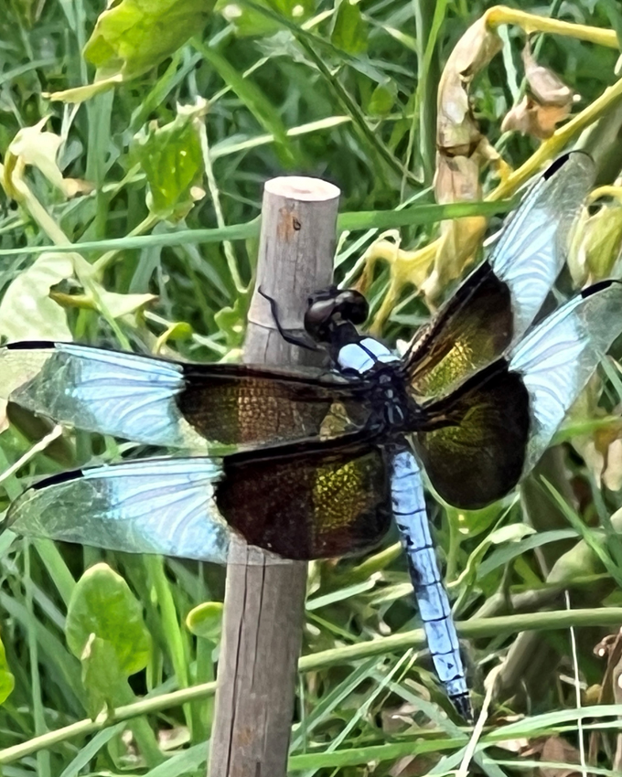 Dragon in the Garden