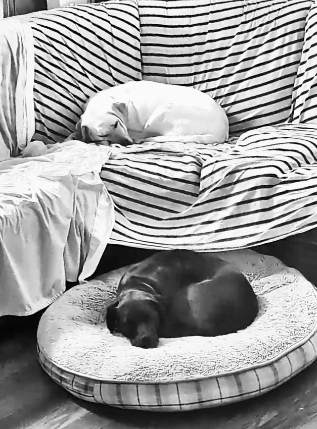 Harmony and Contrast Sleep