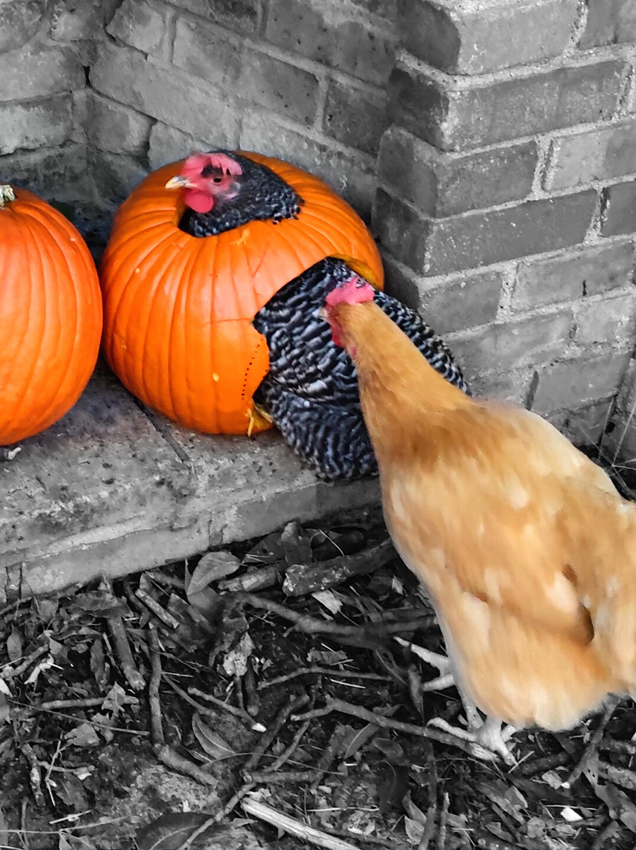 Pumpkin Spice Chicken