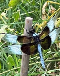 Dragon in the Garden