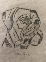 Boxer Face