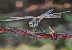 dragonfly on barbed wire