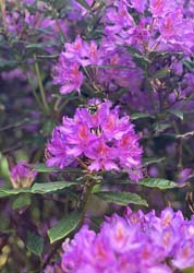 Bumblebee's Flight in Northern Ireland