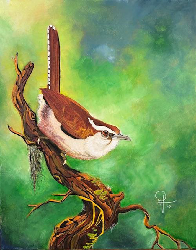 Miss Carolina Wren