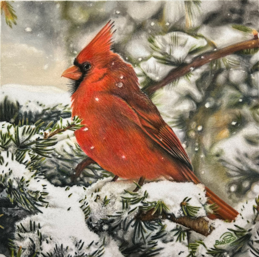 Red Cardinal In The Snow