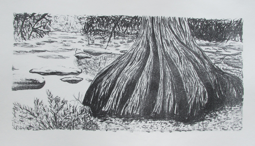 Cypress on the Guadalupe