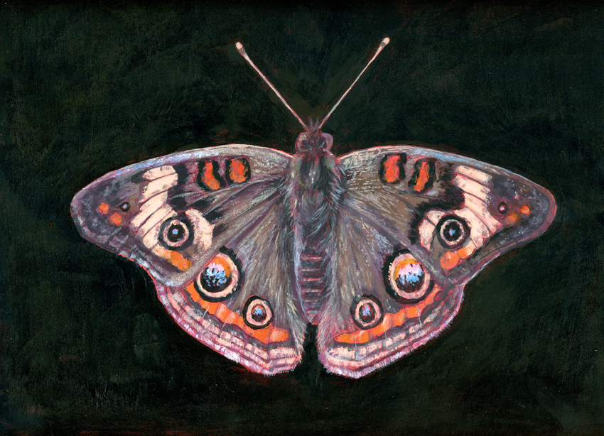 Common Buckeye