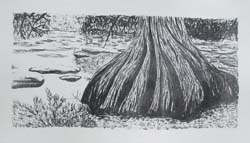 Cypress on the Guadalupe