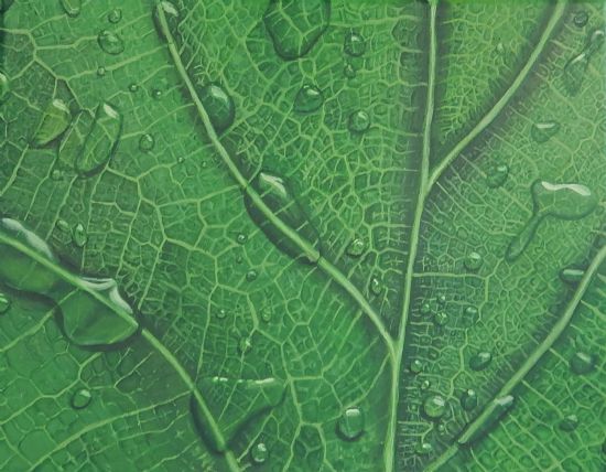 Veins of Chlophyll